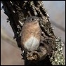 Eastern Bluebird