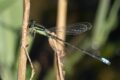 Ischnura-verticalis-Eastern-Forktail.jpg