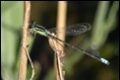 Ischnura-verticalis-Eastern-Forktail_thumb.jpg