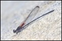 Smoky Rubyspot