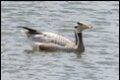 Bar-headed-Goose_thumb.jpg