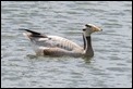Bar-headed Goose