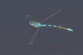 Dainty-Damselfly.jpg