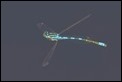 Dainty Damselfly