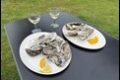 Oysters_thumb.jpg
