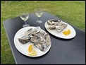 Oysters