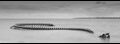 Serpent-dOcean-1-of-2_thumb.jpg