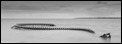 Serpent d'Ocean (1 of 2)