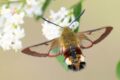 Broad-bordered-Bee-Hawk-moth.jpg
