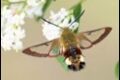 Broad-bordered-Bee-Hawk-moth_thumb.jpg