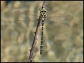 Golden-ringed