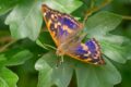 Lesser-Purple-Emperor.jpg