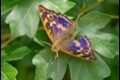 Lesser-Purple-Emperor_thumb.jpg