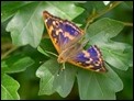 Lesser Purple Emperor