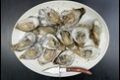 Oysters2_thumb.jpg