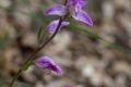 Red-Helleborine.jpg