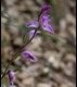 Red-Helleborine_thumb.jpg