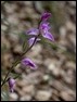 Red Helleborine