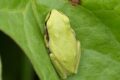 Tree-Frog.jpg