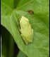 Tree-Frog_thumb.jpg