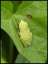 Tree Frog