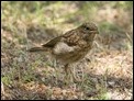 Young Robin