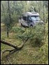 Cheverny tree