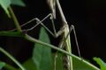 Empusa-pennata-Florac-1-of-2.jpg