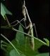 Empusa-pennata-Florac-1-of-2_thumb.jpg