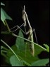 Empusa pennata, Florac (1 of 2)