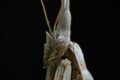 Empusa-pennata-Florac-2-of-2.jpg