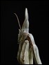 Empusa pennata, Florac (2 of 2)