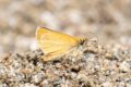 Essex-Skipper-Florac.jpg