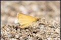 Essex-Skipper-Florac_thumb.jpg