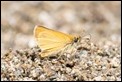Essex Skipper, Florac
