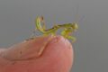 Mantis-Nymph-Le-Paradou-2-of-2.jpg
