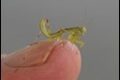 Mantis-Nymph-Le-Paradou-2-of-2_thumb_thumb.jpg
