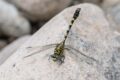 Onychogomphus-forcipatus-Florac.jpg