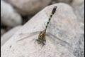 Onychogomphus-forcipatus-Florac_thumb.jpg