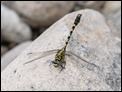 Onychogomphus forcipatus, Florac