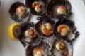 Scallops.jpg