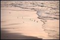waders