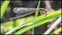 Ceriagrion tenellum melanogastrum