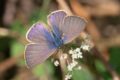 Langs-Short-tailed-Blue.jpg