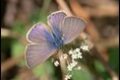 Langs-Short-tailed-Blue_thumb.jpg