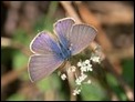 Lang's Short-tailed Blue