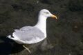 Yellow-legged-Gull.jpg