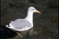 Yellow-legged-Gull_thumb.jpg