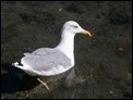 Yellow-legged Gull