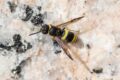 Ancistrocerus-sp.jpg